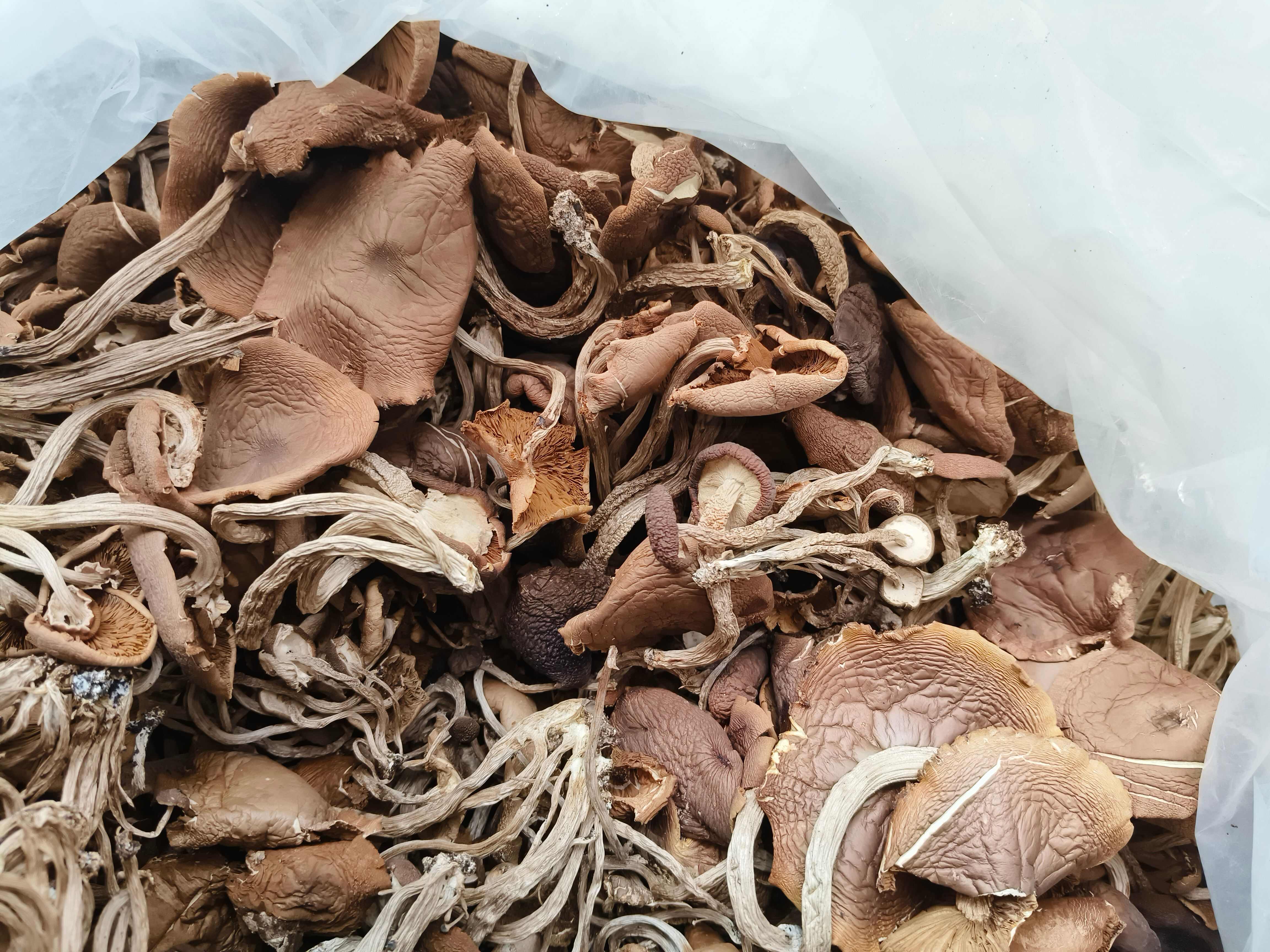 江西广昌5号茶树菇开伞茶树菇食用菌茶薪菇