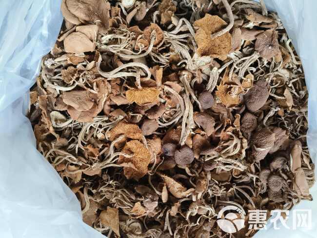 江西广昌5号茶树菇开伞茶树菇食用菌茶薪菇