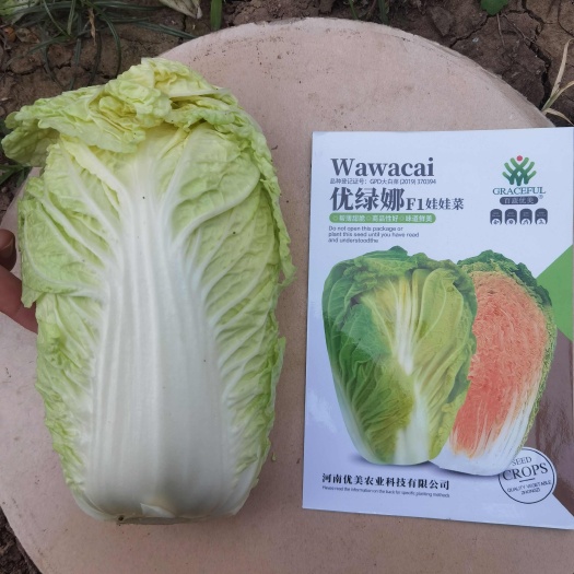 南阳优绿娜耐热娃娃菜种子