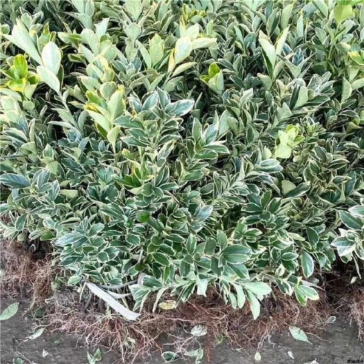 温州金边黄杨红叶石楠毛娟庭院绿化植物供应，欢迎电话咨询
