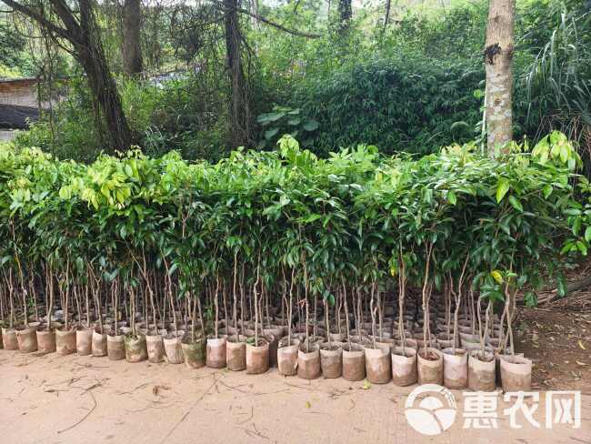 自家苗圃大量荔枝苗桂味冰荔糯米糍仙进奉荔枝苗