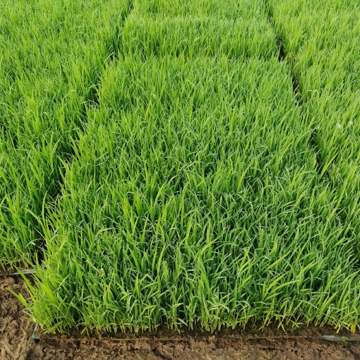 沭阳县洁稻 金粳818， 9寸盘.苗高14公分，
