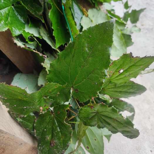 十堰淫羊藿