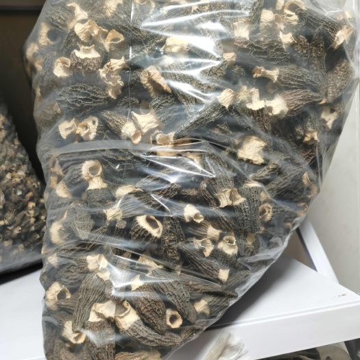 自己种的羊肚菌