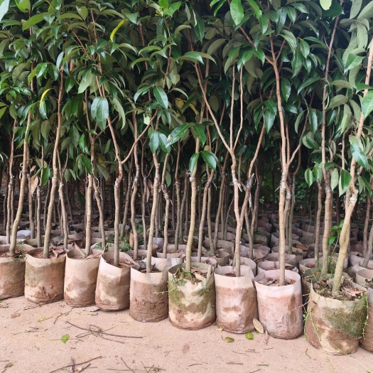 灵山县自家苗圃大量荔枝苗桂味冰荔糯米糍仙进奉荔枝苗