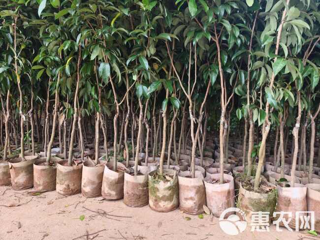 自家苗圃大量荔枝苗桂味冰荔糯米糍仙进奉荔枝苗