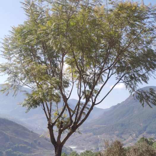 盐边县打包出售蓝花楹