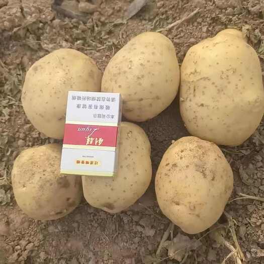 沃土5号实验一土豆 山西吕梁文水县产地直发 根茎类蔬菜批发