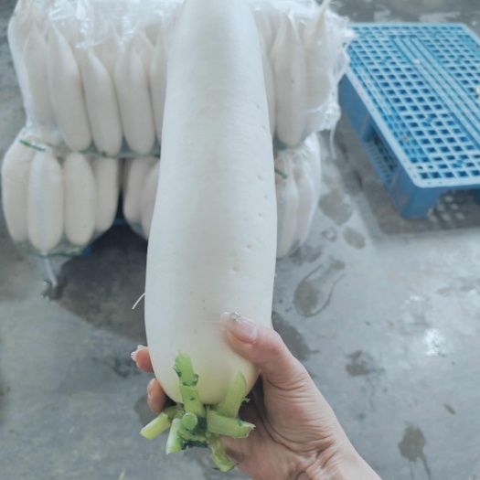 长阳县湖北沙洋白萝卜已上市