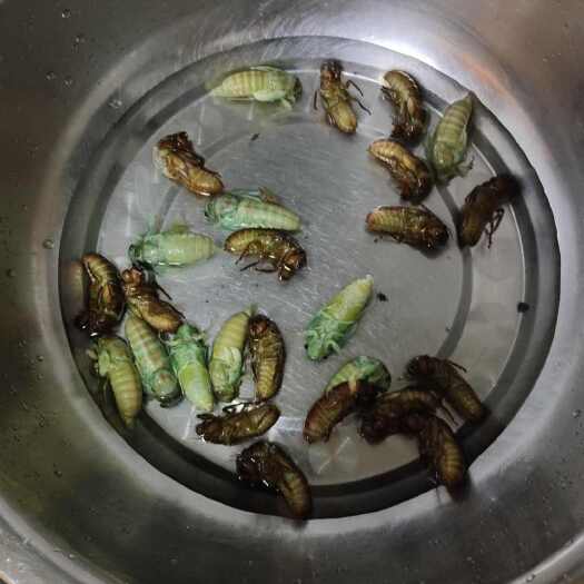 芜湖银蝉