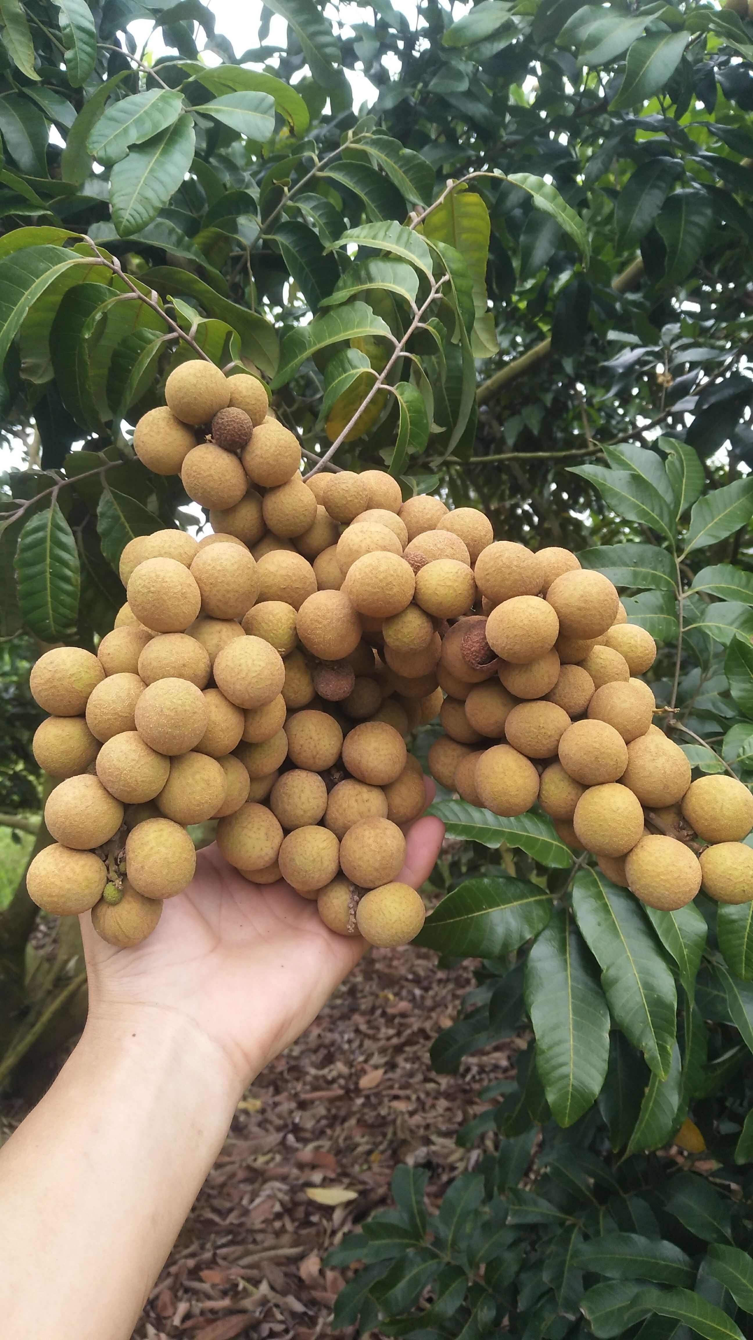 储良龙眼，石硖龙眼