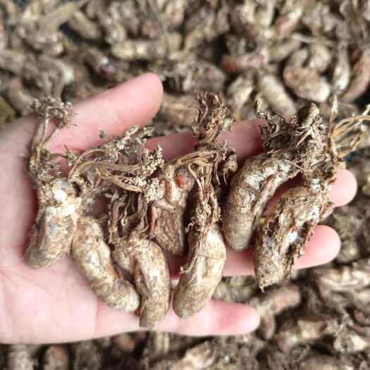 象山县精品挑选金蝉花，虫体饱满，个体完整，纯金蝉花(非普货)