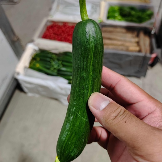 水果黄瓜