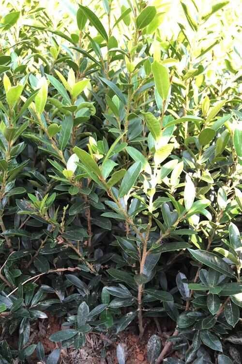 宁波茶梅小苗供应，欢迎电话咨询