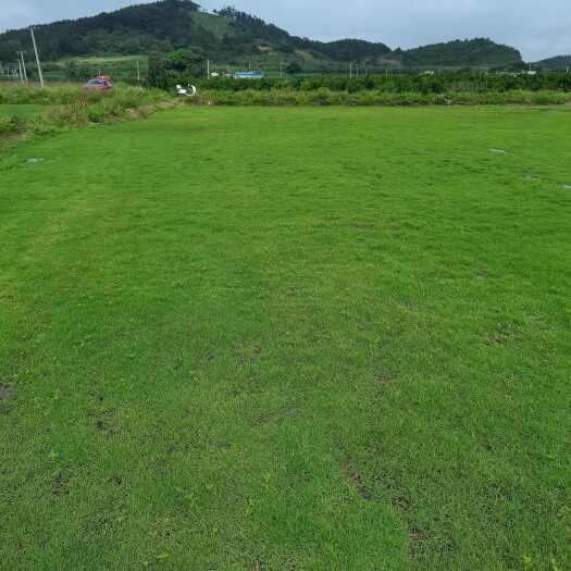 富川县马尼拉草皮