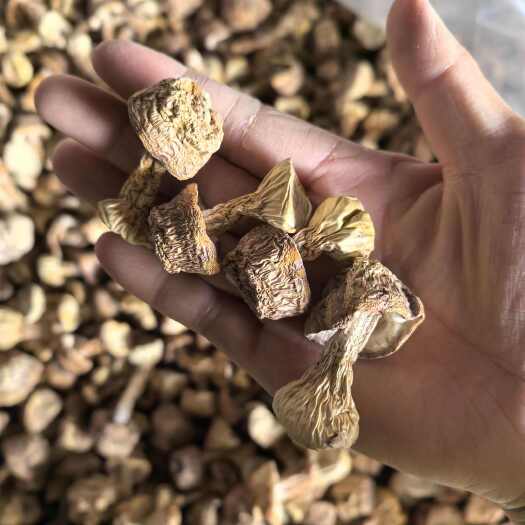 自家种植姬松茸本色菇，有检测报告，专业合作社可开发票