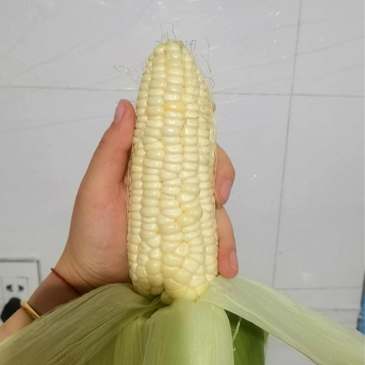 嘉善县嘉善本地玉米