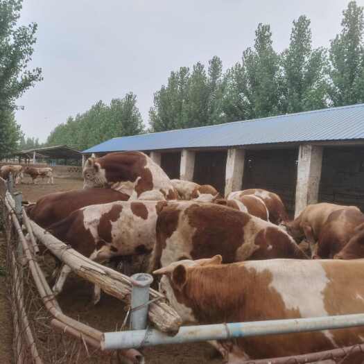 阳谷县西门塔尔牛