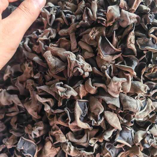 郑州东北黑木耳