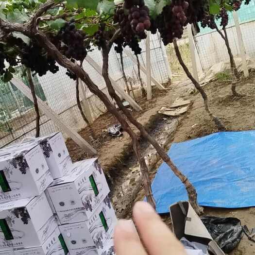 余姚市临山大棚巨峰葡萄
