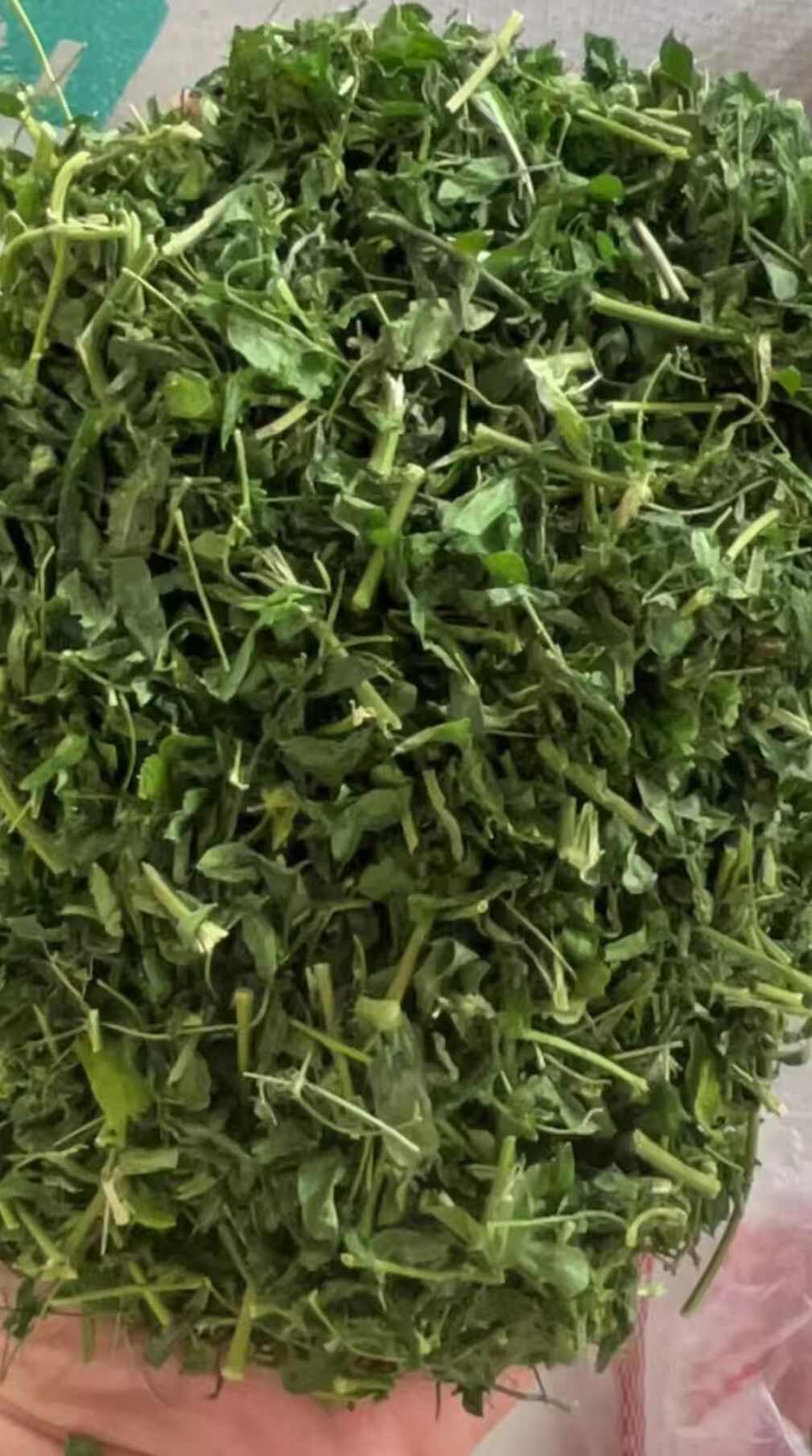 广西相思茶中药批发一手货源量大忧惠