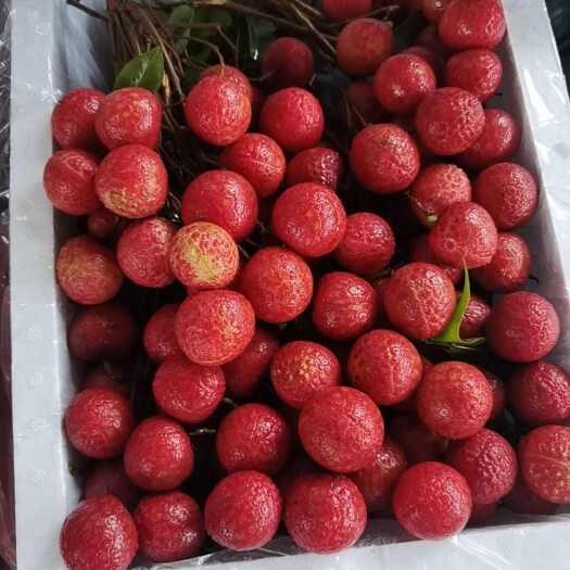 惠来县红花荔枝大量上市