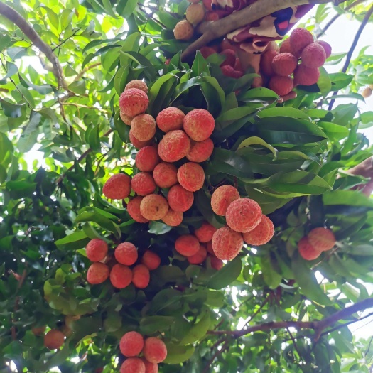  仙进奉荔枝