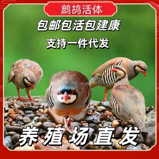 元氏县鹧鸪飞龙嘎啦鸡呱呱鸡单只真空包装，