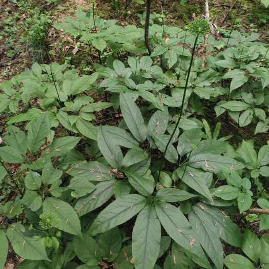 利川市林下竹节参鲜货，要的直接下单