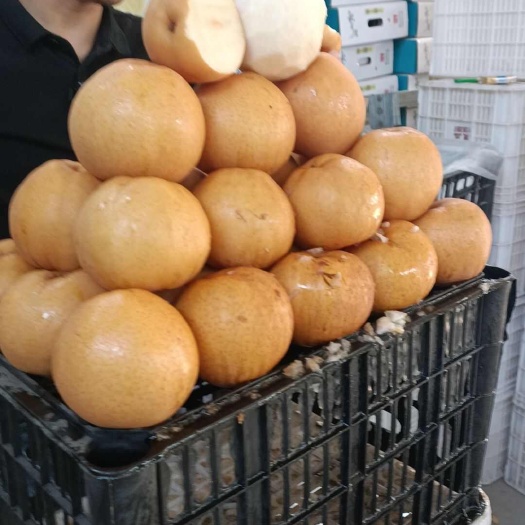 冠县绿宝右梨，丰水梨，秩月梨
