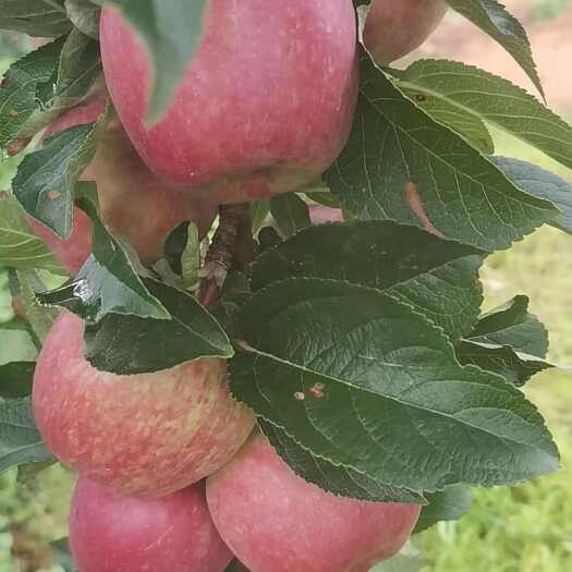 盐源县红星苹果