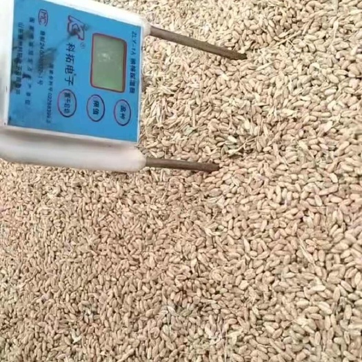 南皮县白麦
