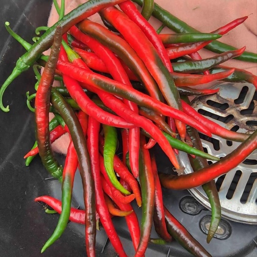 绵阳湖南7号，果红肉厚