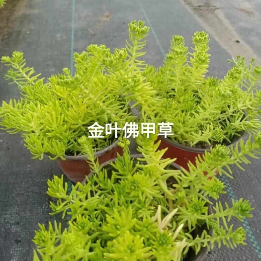 嵊州市绿化用佛甲草大量仁兴应，欢迎电话咨询