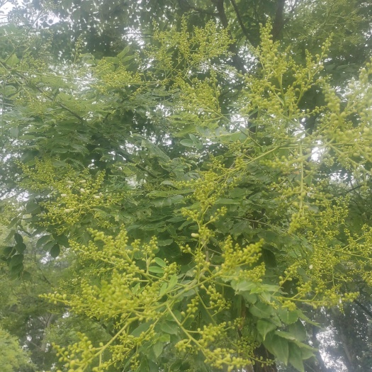 北京纯槐米2斤起发