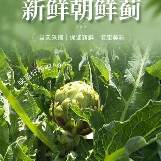 陆良县洋蓟