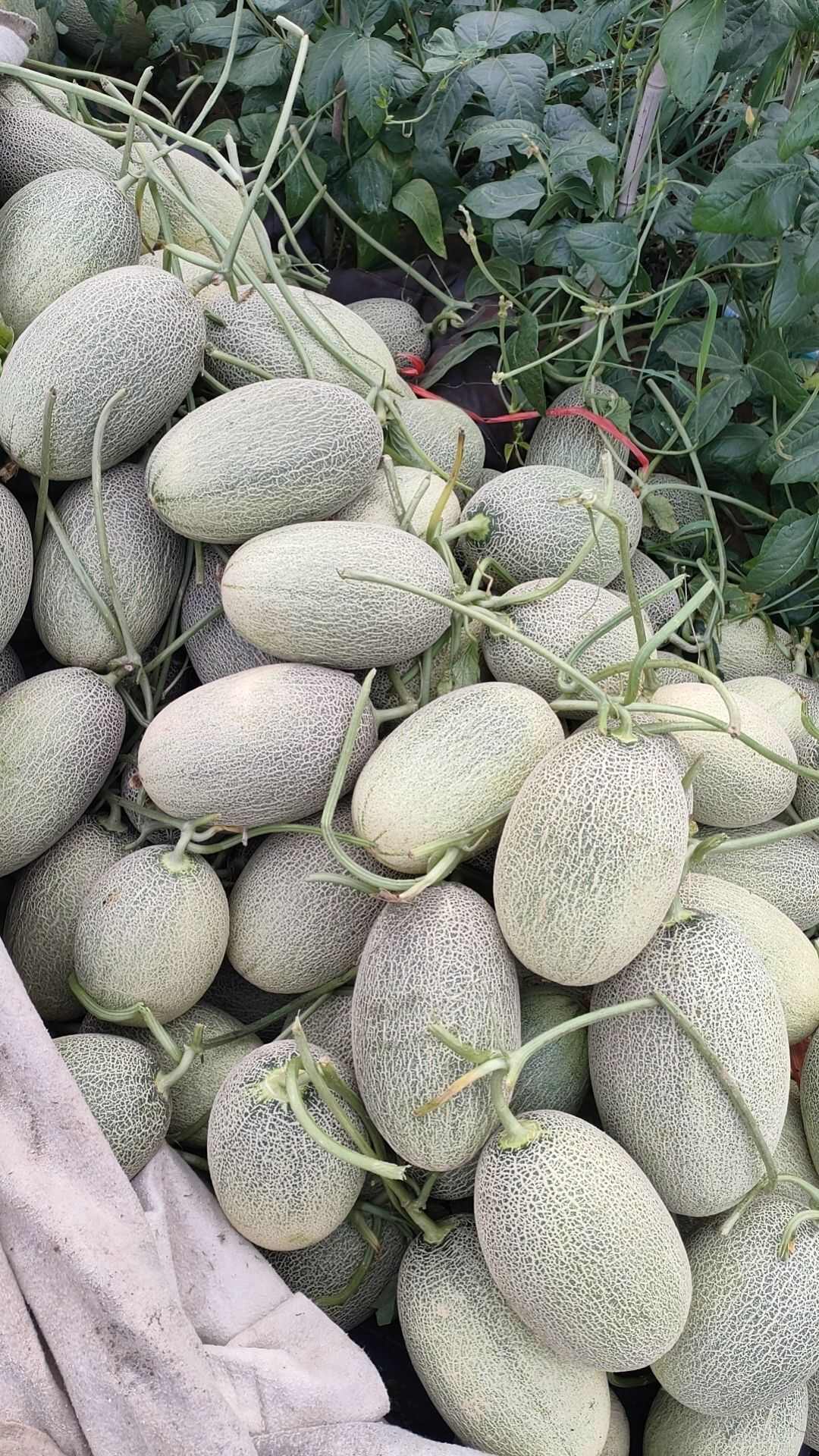 万亩哈密瓜大量上市了 产地直销