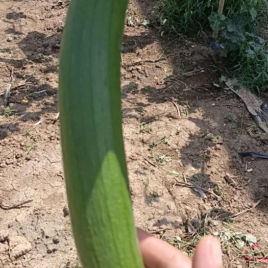 沈丘县丝瓜