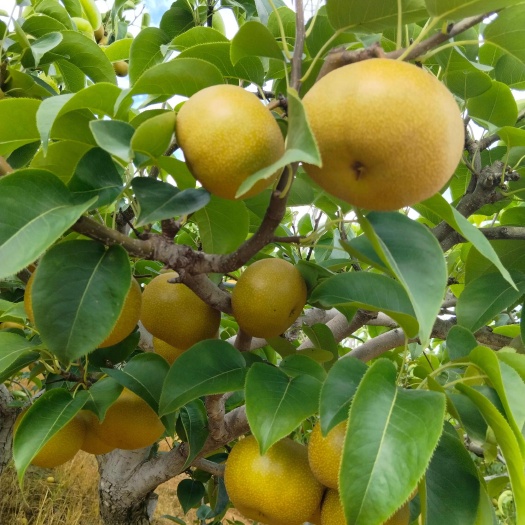 石林县圆黄梨