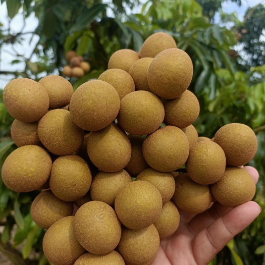 阳西县龙眼模范重镇大批量上市中！
