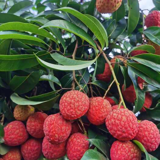  仙进奉荔枝