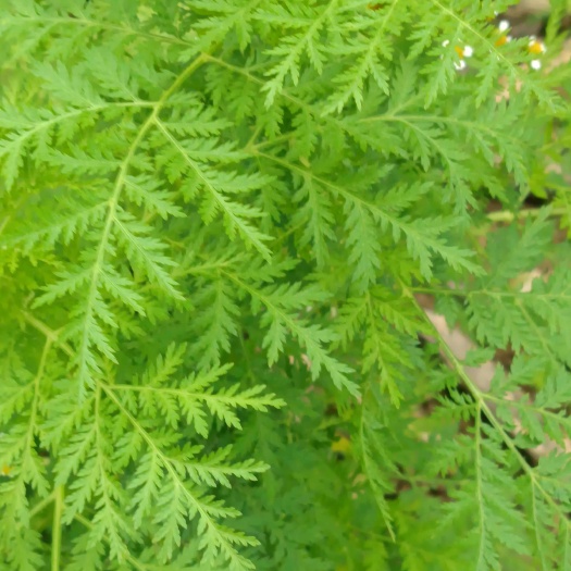 石阡县青蒿（苦蒿）