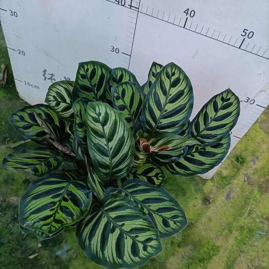 广州孔雀竹芋盆栽  0.5加仑小盆栽