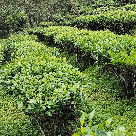 云南普洱烘青绿茶红茶奶茶饮品店商用绿茶批发