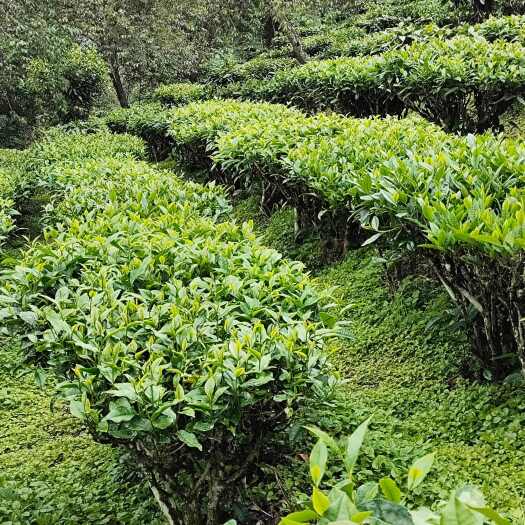 景东县云南普洱烘青绿茶红茶奶茶饮品店商用绿茶批发