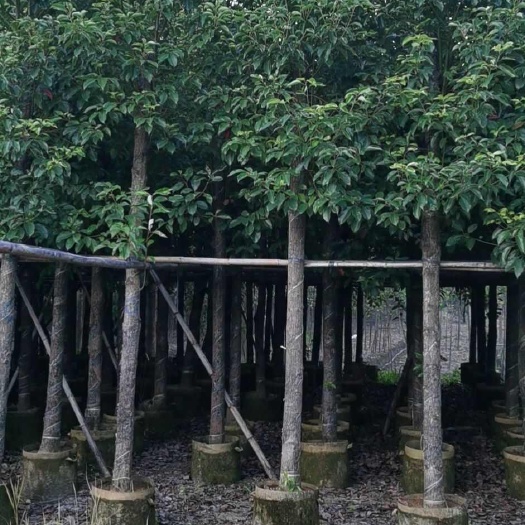 普宁市低价出售8-10分香樟袋苗，基地直销，量大价优！
