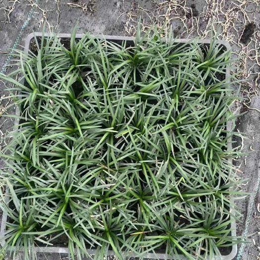 成都成都温江直发优质玉龙草方盘苗木基地供货