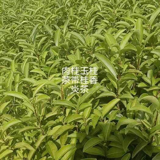 福安市肉桂茶苗黄观音茶苗
