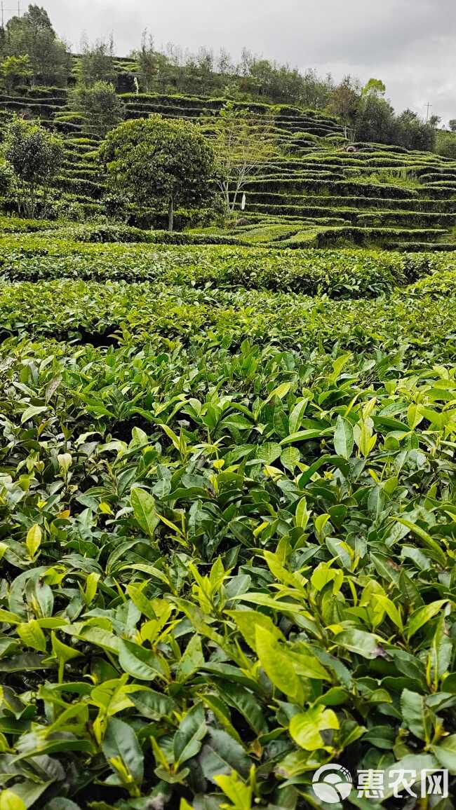 云南普洱烘青绿茶红茶奶茶饮品店商用绿茶批发