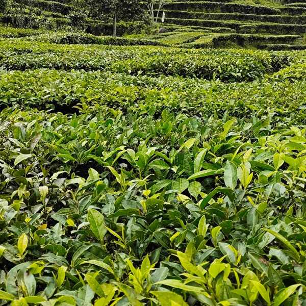 云南普洱烘青绿茶红茶奶茶饮品店商用绿茶批发